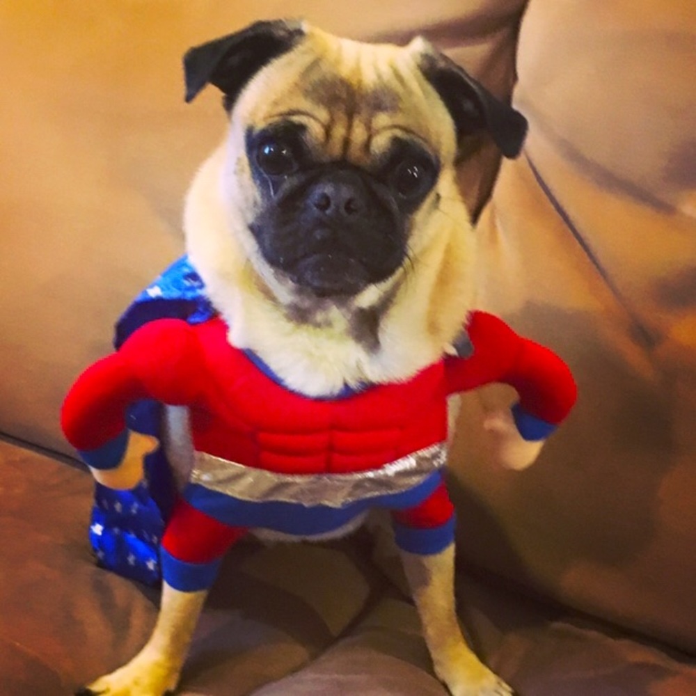 Super Dog! Dog costume, size small… Worn two times, clean dog clean house